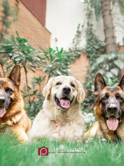 A beautiful trio, two German Shepherds and a Golden Retriever, posing patiently in the grass. Group shots outdoors can be challenging but so rewarding.