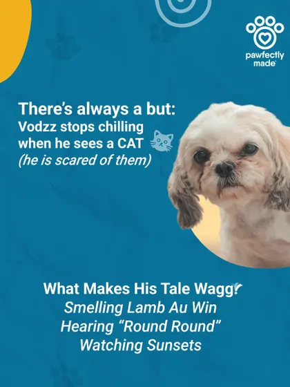 Pawparazzi presents our chill guy, Vodka! He's cool and calm, but stops chilling the moment he sees a cat.