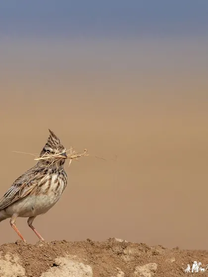 A Crested Lark with nesting material in its beak that looks like a moustache. These larks are known for their prominent, spiky crest.