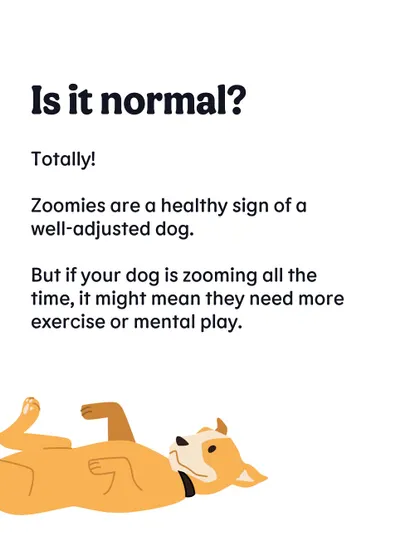 Is it normal for dogs to have zoomies? Absolutely. But if it's happening all the time, it might be a sign your dog needs more exercise or mental stimulation.