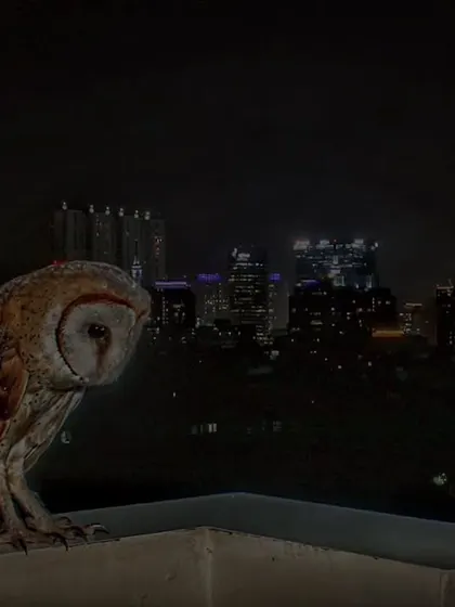 A composite of our 2023 work, showing a Barn Owl on a balcony, a result of our venture into remote photography and camera trapping.