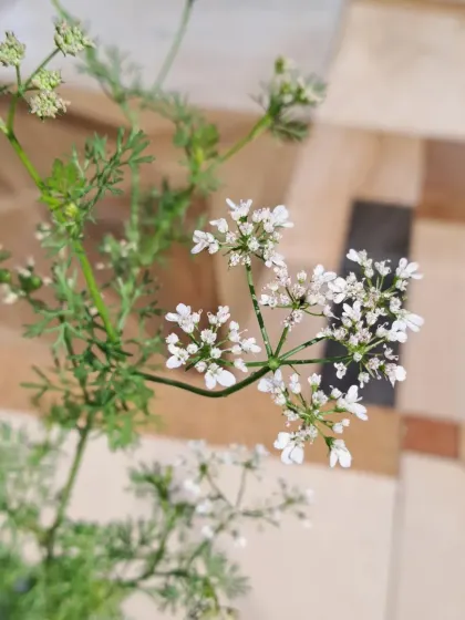 Even herbs like coriander, or dhaniya, will flower if you let them. I teach you about the lifecycle of plants, including how to collect seeds for the next season.