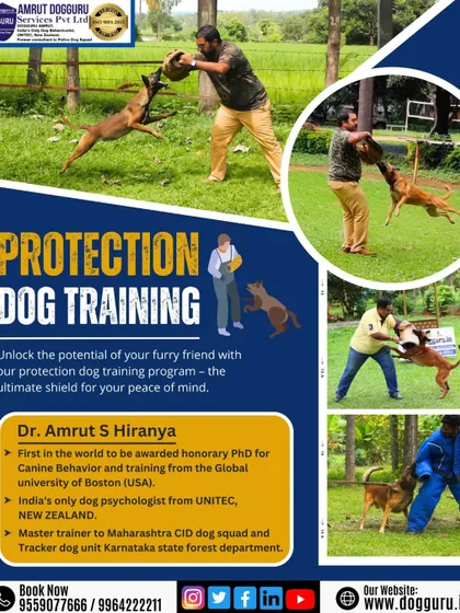 Protection training is the ultimate shield for your peace of mind. We teach dogs to respond to threats effectively, turning them into a reliable and disciplined protector for your family.
