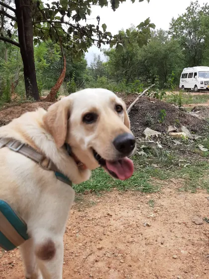 A happy Labrador enjoying the outdoors during a training event. My goal is to help you and your dog have more happy days like this one.