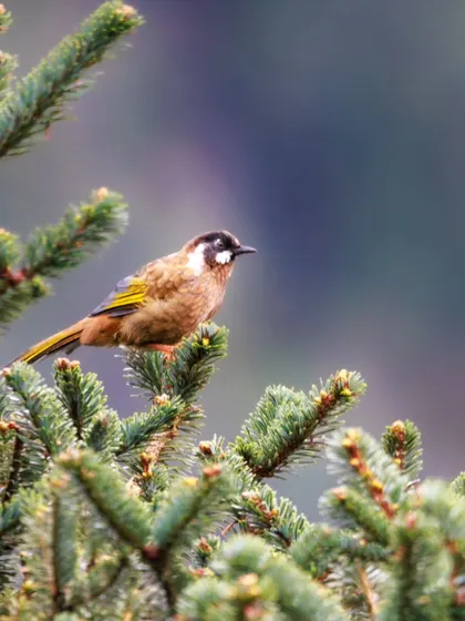 A White-browed Laughingthrush nestled in the dense branches of a fir tree. Its distinct white brow and yellow-tipped wings are key identification features.
