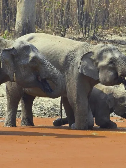 Three generations of elephants drinking water together. This shot captures the social structure and family bonds of these magnificent creatures.