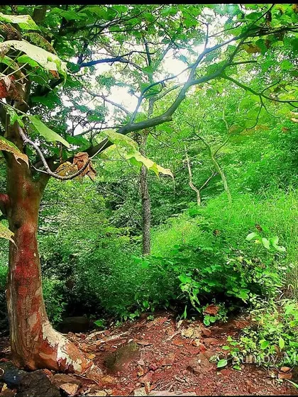 This is the same patch of forest in Mumbai's National Park, but transformed by the monsoon. The arrival of water turns the dry, brown landscape into a vibrant, almost electric green. It is a powerful, yearly reminder of how water is the true elixir of life in our forests.