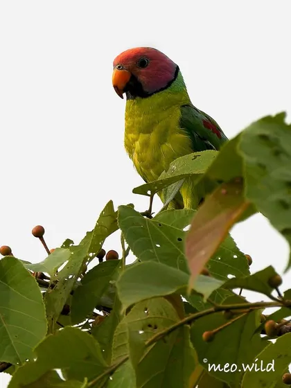 A Plum-headed Parakeet perched at the top of a tree. The male's head is a stunning mix of red and purple, like a ripe plum.
