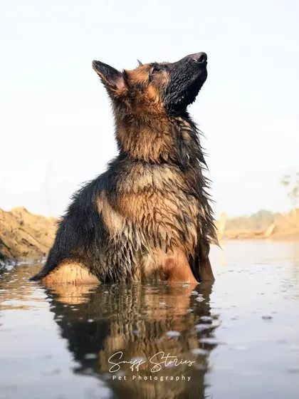 A German Shepherd enjoys a cool dip in the water, looking up majestically. The water reflects the sky, creating a beautiful, serene portrait of a powerful and graceful animal.
