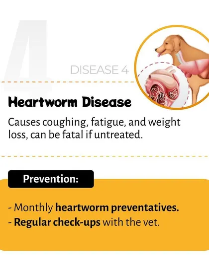 This visual describes the symptoms of heartworm disease, which can be fatal if left untreated. It stresses the importance of monthly preventatives and regular veterinary check-ups for protection.