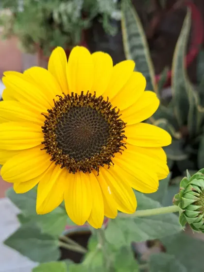A sunflower with a snake plant in the background, showing how different plants can be combined.