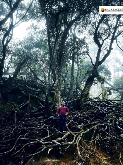 Exploring the mysterious Guna Caves and the ancient trees of Kodaikanal. Our backpacking tours cover all the famous spots and some hidden ones too.