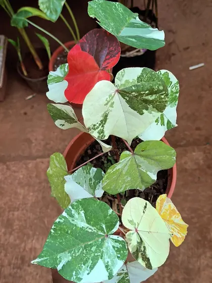The life cycle of a Sea Hibiscus leaf is a beautiful thing to watch, from new growth to old. We have these unique variegated plants available for you to experience at the nursery.