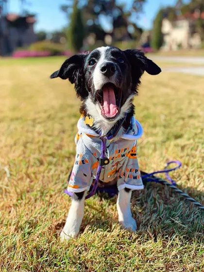 Kennidi, an adorable Aussie mix, is available for adoption. She's about 6 months old and won't get much bigger than 30 pounds.