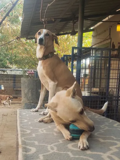 A duplicate shot that emphasizes the relaxed and comfortable bond between these two pack members.