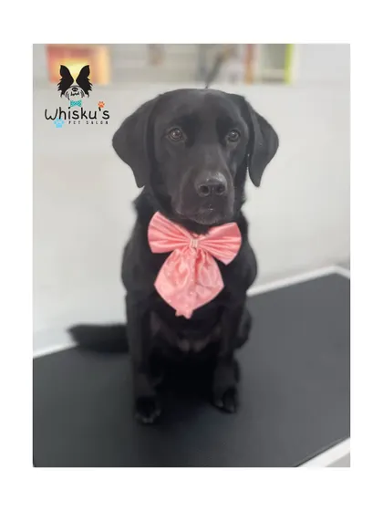 Zola sitting patiently on the grooming table. Her sweet eyes and glossy coat are just beautiful.
