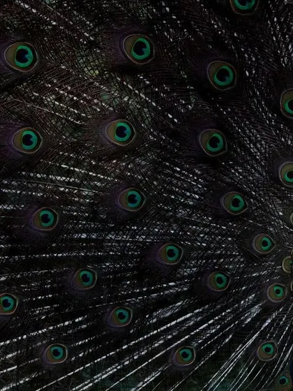 An Indian Peafowl displaying its magnificent train at Jhalana Leopard Reserve. I framed this shot to show the peacock's head emerging from the sea of iridescent eyespots, capturing the scale and grandeur of its courtship ritual.