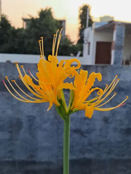 Another shot of the Lycoris Lily at dusk.