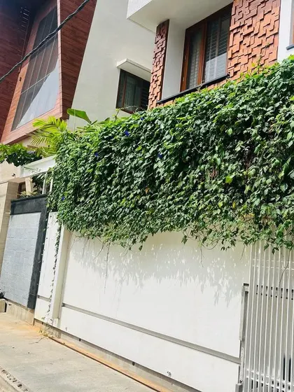 We planted Morning Glory vines along this compound wall, allowing them to grow and cascade down to create a beautiful, dense curtain of green. This is a great way to cover a plain wall and add natural beauty to the street view.