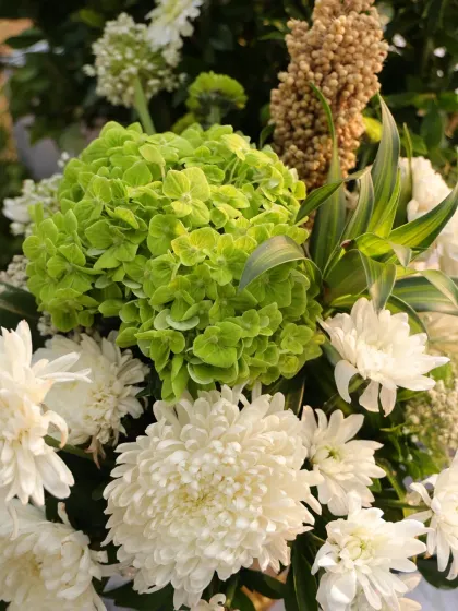 A close-up of a floral arrangement featuring green hydrangeas and white chrysanthemums, showcasing the freshness and quality of the flowers I use.
