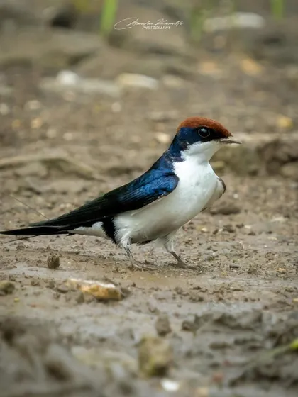 A closer view of the Wire-tailed Swallow on the muddy ground. This eye-level shot creates a more intimate connection with the subject.