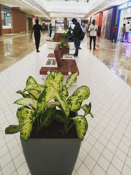 A single potted Dieffenbachia plant adds a splash of variegated color to the mall corridor. Even small, well-placed plants can make a big difference in breaking up large, open spaces and making them feel more welcoming.