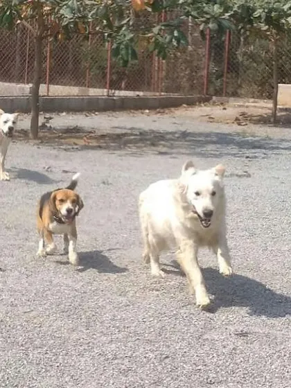 A Beagle, a white German Shepherd, and an Indie dog trot together as a pack. It's a great opportunity for dogs to make new friends.
