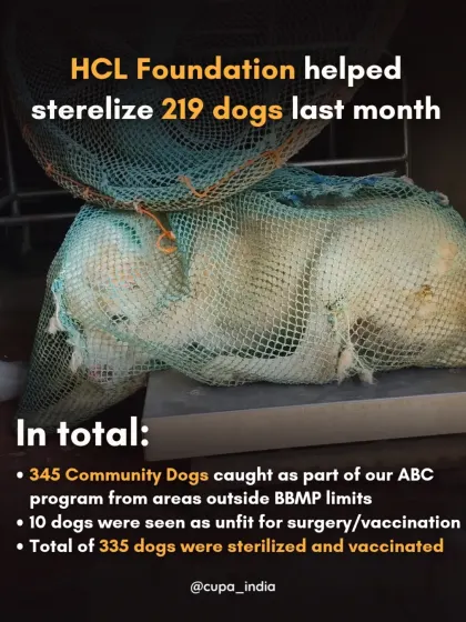 In just one month, with support from the HCL Foundation, we sterilized 219 dogs. This partnership is vital for our ABC program, allowing us to expand our reach and make a significant dent in the street dog population on the outskirts of Bangalore.