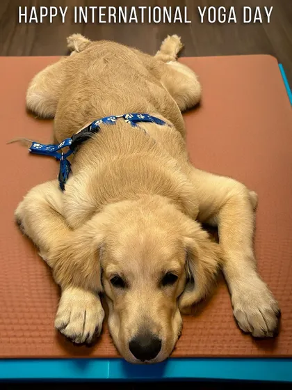 Even our furry friends know the importance of a good stretch. Wishing everyone a Happy International Yoga Day from the most relaxed member of the DTown family.