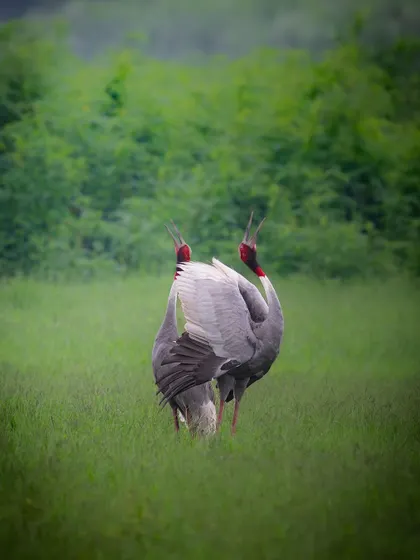 A pair of Sarus Cranes performing their unison call, a spectacular bonding ritual. Capturing this behavior is a highlight of any trip to Dhanauri.