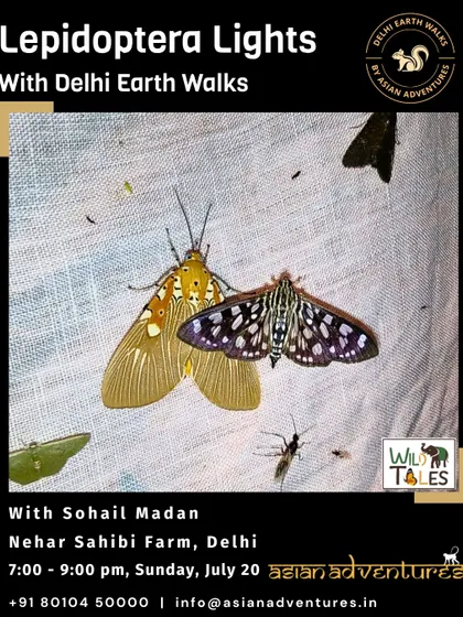 A pair of intricately patterned moths attracted to our light screen at Nehar Sahibi Farm. Our nocturnal walks reveal the hidden world of these important pollinators.