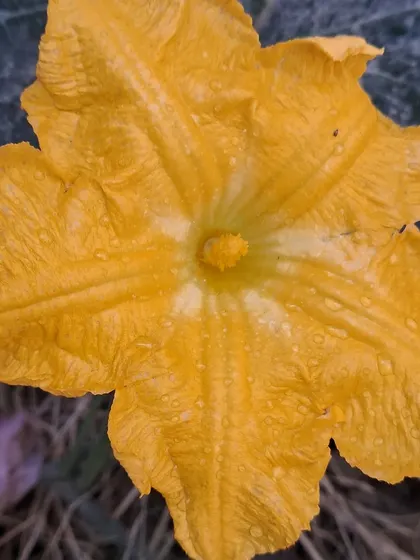 The bright yellow flower of a pumpkin plant. I teach hand-pollination techniques to ensure these flowers turn into fruit.