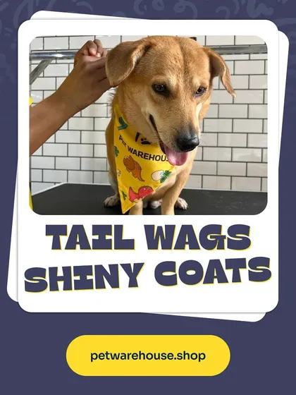We believe in creating shiny coats and happy tail wags. This sweet Indie dog, sporting a custom bandana, is the perfect picture of a happy client after a refreshing grooming session.