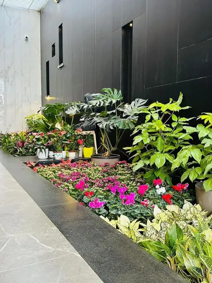 Another angle of the indoor plant bed, showing the vibrant mix of pink and red cyclamen flowers. These seasonal flowers provide a beautiful pop of color against the permanent green foliage.