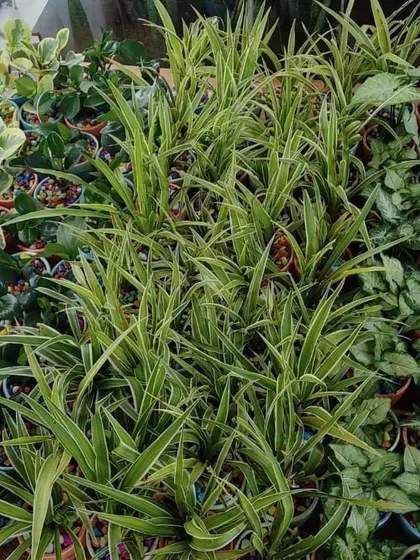 A top down view of the variety of plants we can supply for bulk orders, including Spider Plants, Peperomia, and Syngonium.
