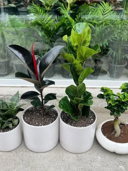 We offer curated plant combinations that work beautifully together. This set includes a Snake Plant, Rubber Plant, Fiddle Leaf Fig, and a Ficus Bonsai, providing a variety of shapes and textures for a complete indoor garden look.