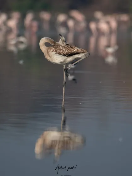 A juvenile flamingo strikes a yoga-like pose while preening. These are the kinds of unique behavioural shots we aim for on my tours.