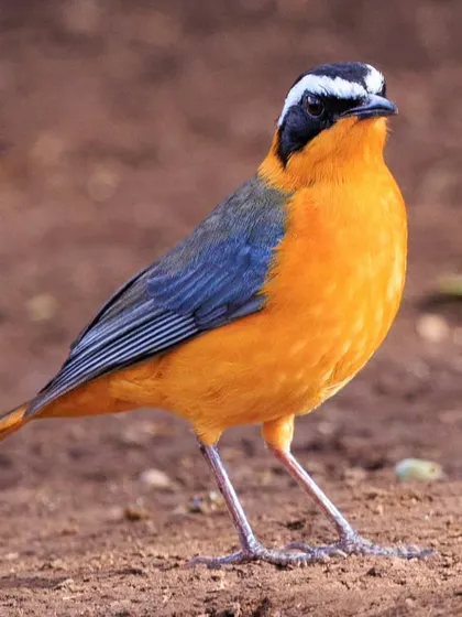 A male White-browed Robin-Chat on the ground. Its bright orange underparts and striking white brow make it a beautiful resident of the African bush.