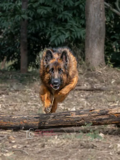 Ruby, comin' in hot! An action shot of her leaping over a log, showcasing her athletic and adventurous spirit.