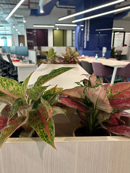 We used colorful Aglaonema varieties to add a dash of color to these office desk dividers. These plants are perfect for indoor environments as they are hardy, tolerate low light, and help purify the air.