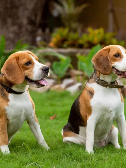 A perfect pair of beagles sitting side by side in the garden, looking off into the distance.