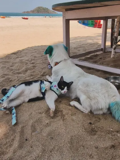 My pets Aby and Polo relaxing in the shade. The blue highlights on Aby's fur are done with professional, non-toxic pet dyes that are vibrant yet safe for him to wear while he plays and cuddles with his feline brother.