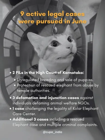 In June, my work included pursuing 9 active legal cases, including two PILs in the High Court of Karnataka against unregulated puppy breeding and the abuse of a temple elephant.