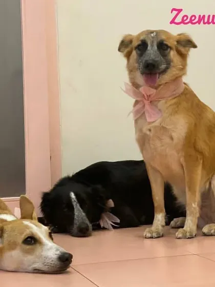 The three musketeers! This trio of lovely Indie dogs is relaxing after their group grooming session. It's always a party when friends come together.