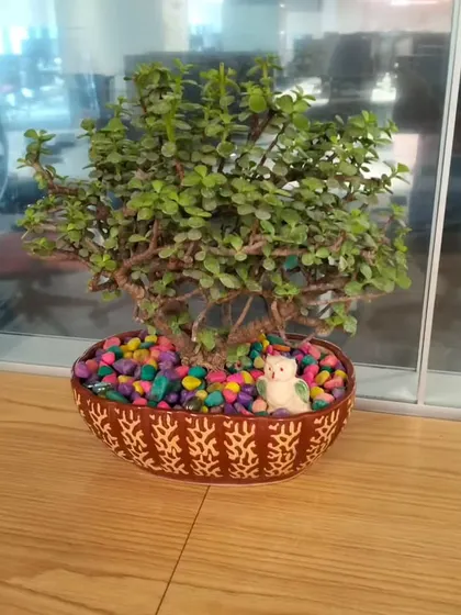 A beautiful Jade plant bonsai in a decorative bowl with colorful pebbles, making a perfect, low-maintenance statement piece for an executive desk.