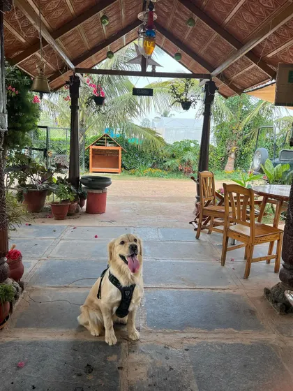A well-behaved Golden Retriever enjoying the open-air setting of our cafe. The stone flooring and wooden architecture create a cool and relaxing environment for everyone.