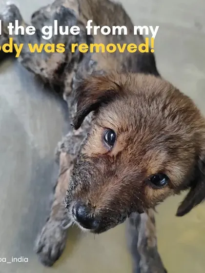 This puppy was covered in glue, a malicious act of cruelty. After careful treatment, all the glue was removed. My legal work aims to bring justice for such voiceless victims.