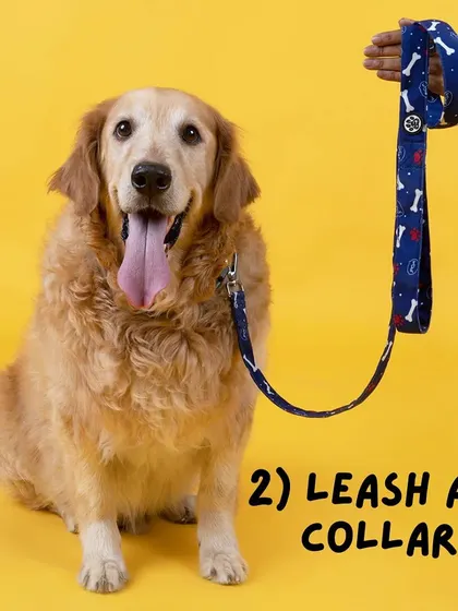 A well-fitting collar with up-to-date ID tags and a sturdy leash are absolute essentials for your pet's safety during transport to and from our facility.