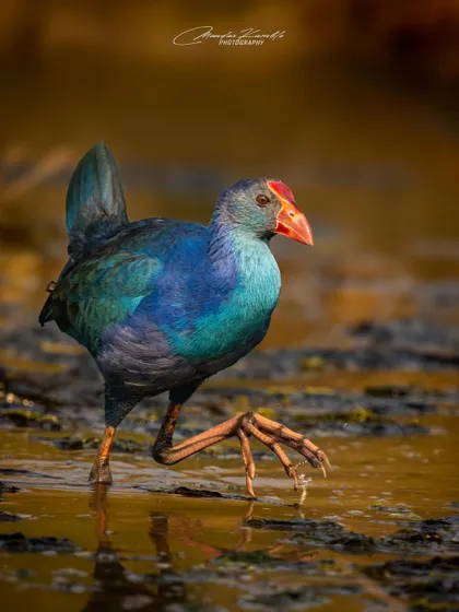 A Grey-headed Swamphen takes a deliberate step through the mud. The raised foot and intense colour of the bird against the earthy tones create a dynamic and interesting composition.