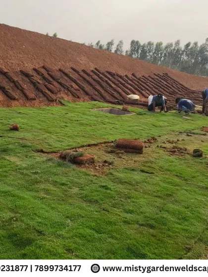 The process of laying natural turf rolls on a large, sloped terrain requires precision and expertise to ensure the lawn establishes properly.
